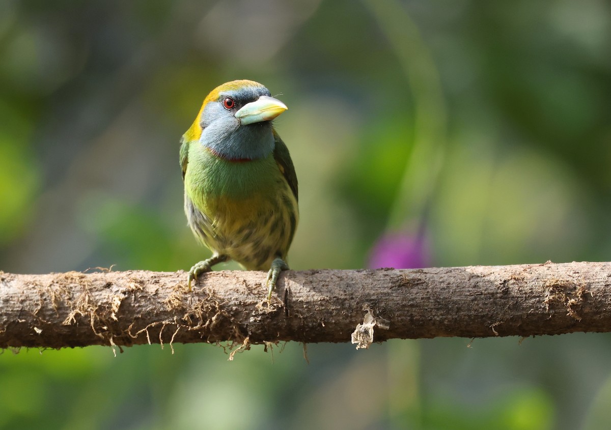 Versicolored Barbet (Blue-moustached) - ML643367355