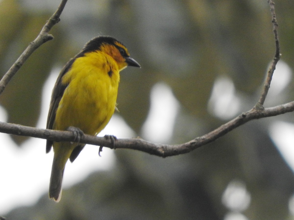 Black-necked Weaver - ML643367357