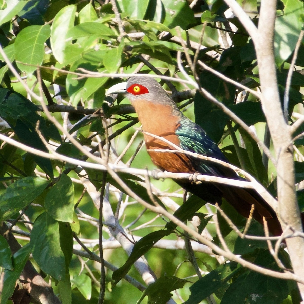 Chestnut-breasted Malkoha - ML643367366