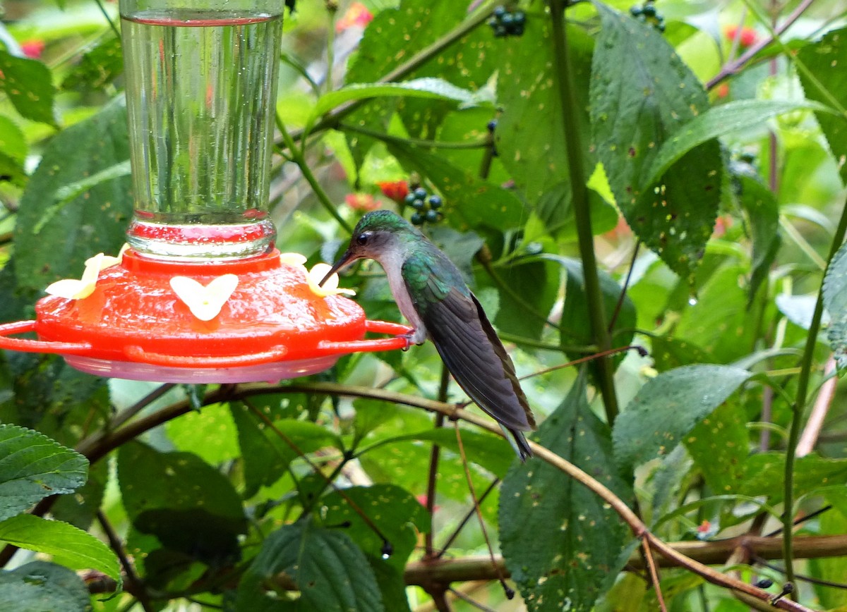 Gray-breasted Sabrewing - ML643367376