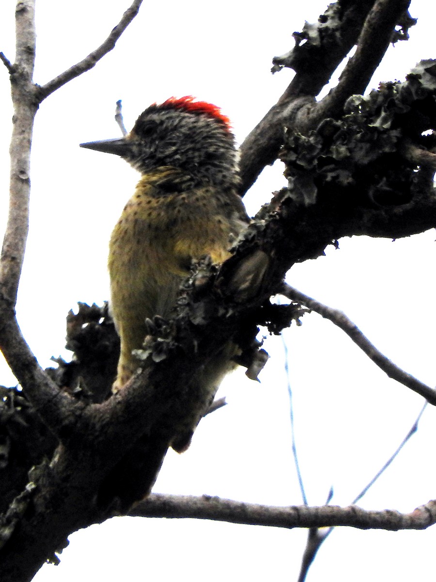 Cardinal Woodpecker - ML643367380