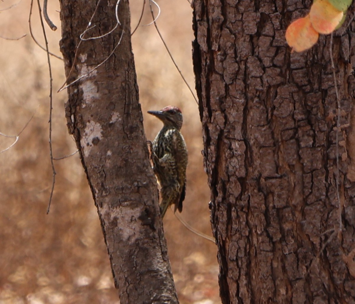 Golden-tailed Woodpecker - ML643367391