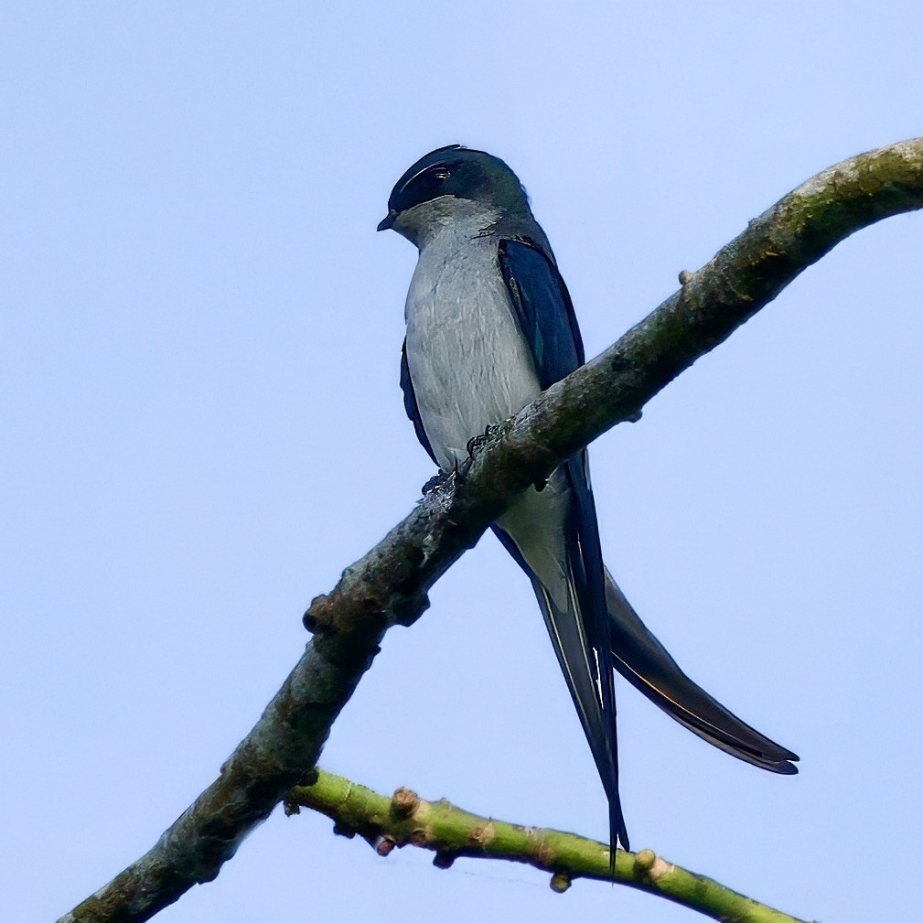 カンムリアマツバメ - ML643367421