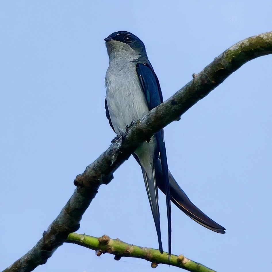 カンムリアマツバメ - ML643367422