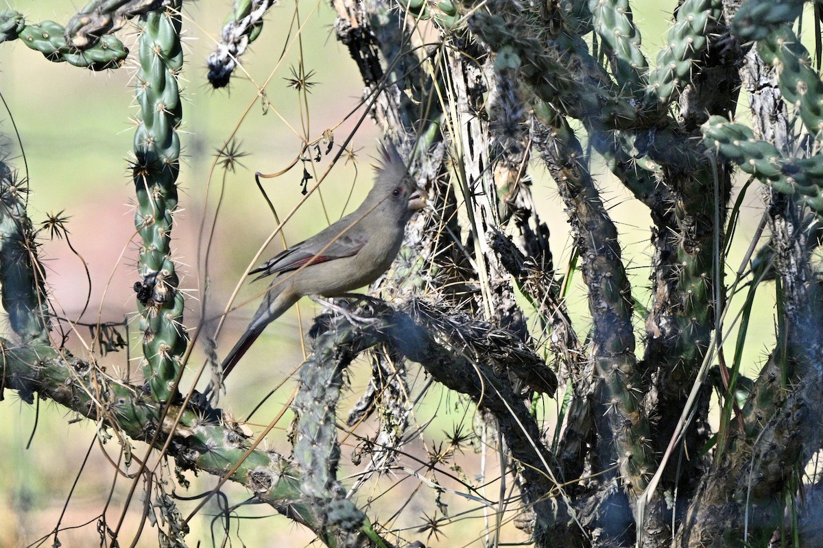Pyrrhuloxia - ML643367428