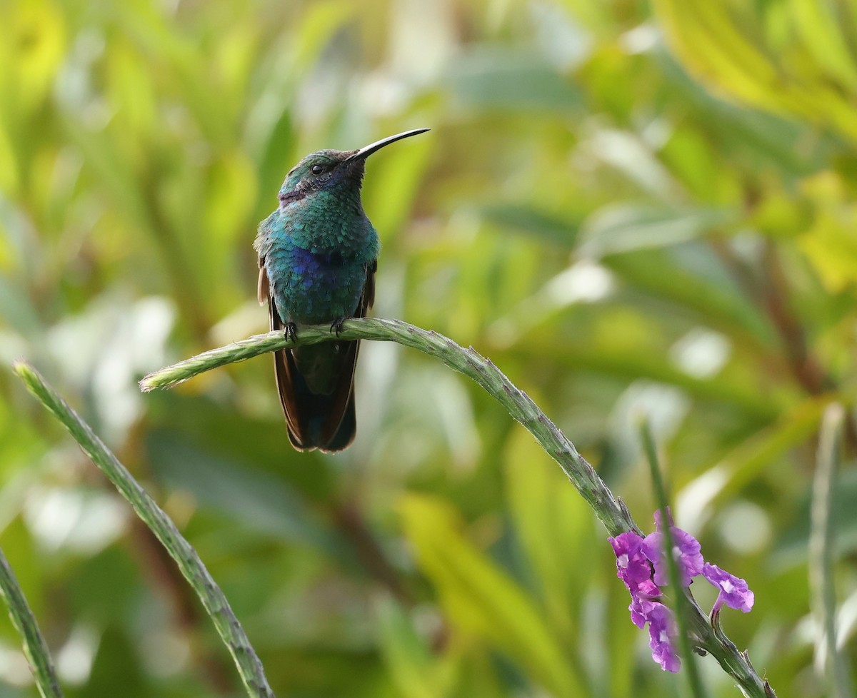 Colibri d'Anaïs - ML643367440