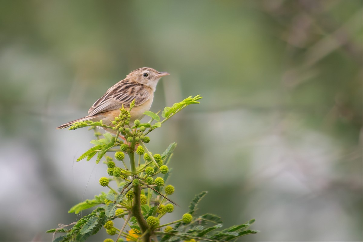 Zitting Cisticola - ML643367441