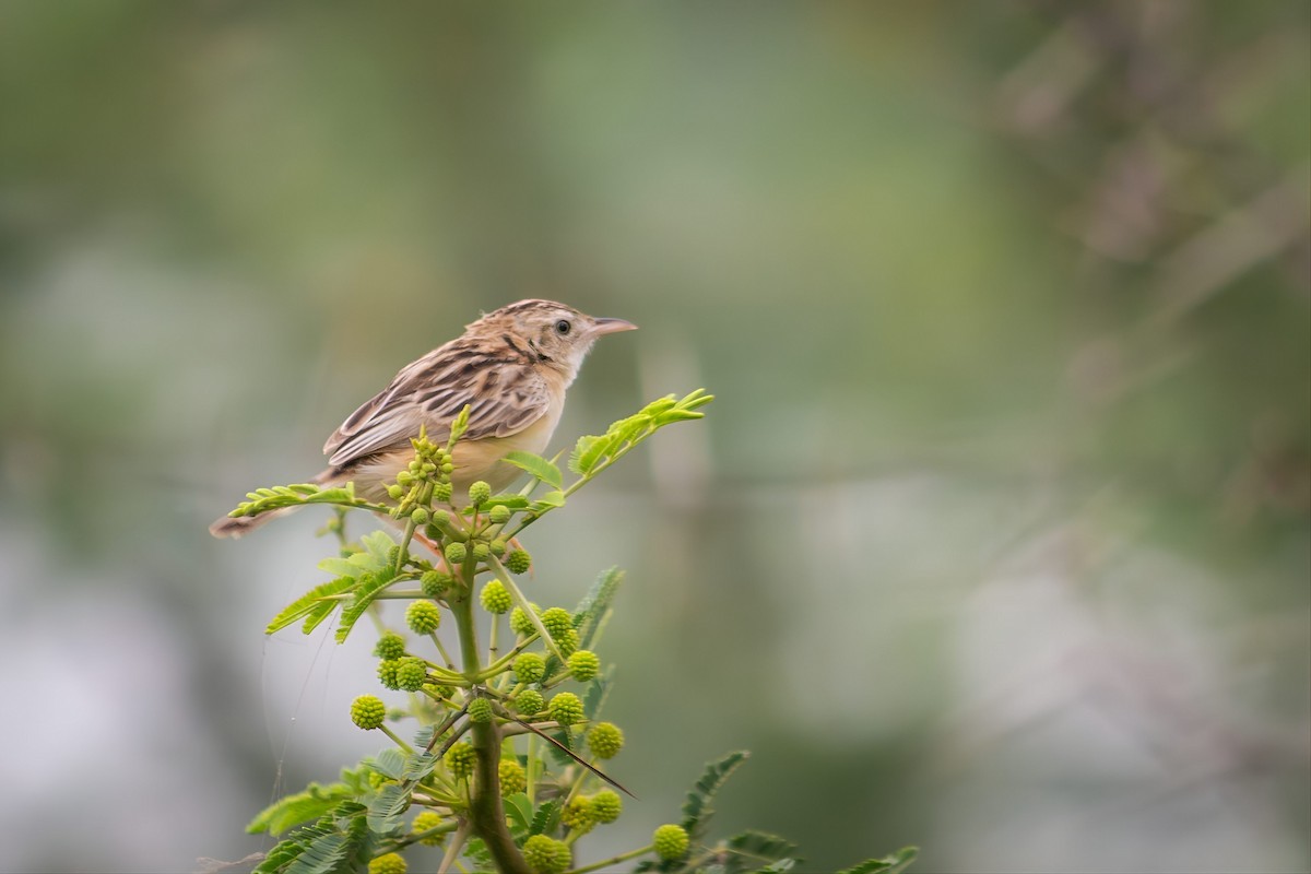 Zitting Cisticola - ML643367442