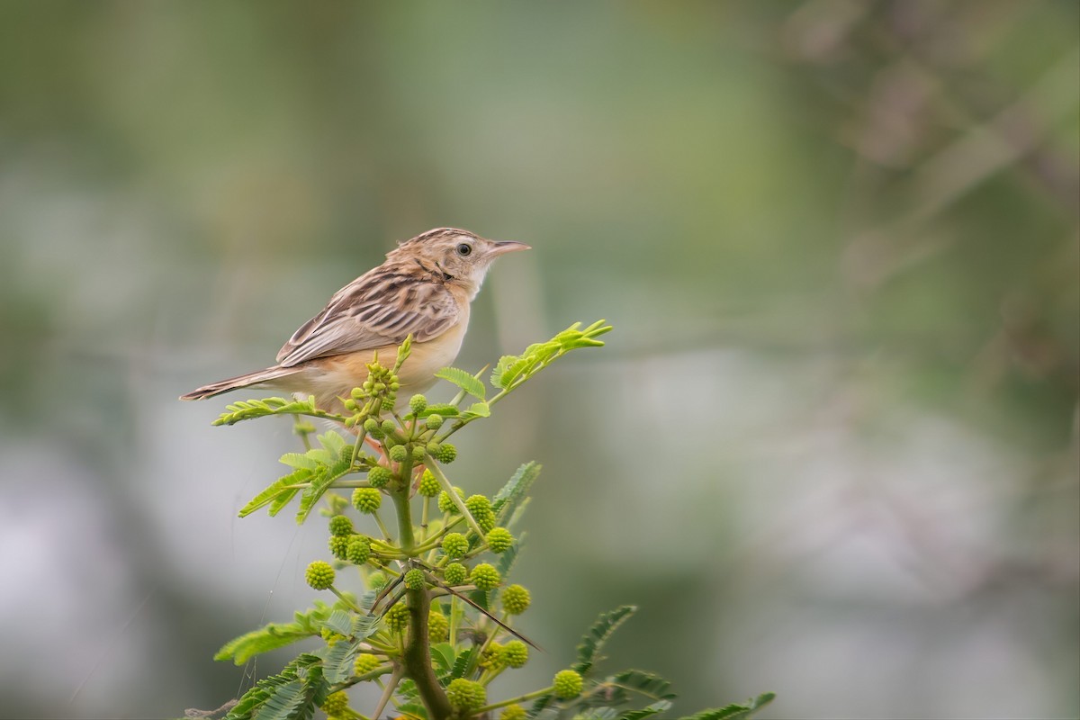Zitting Cisticola - ML643367443