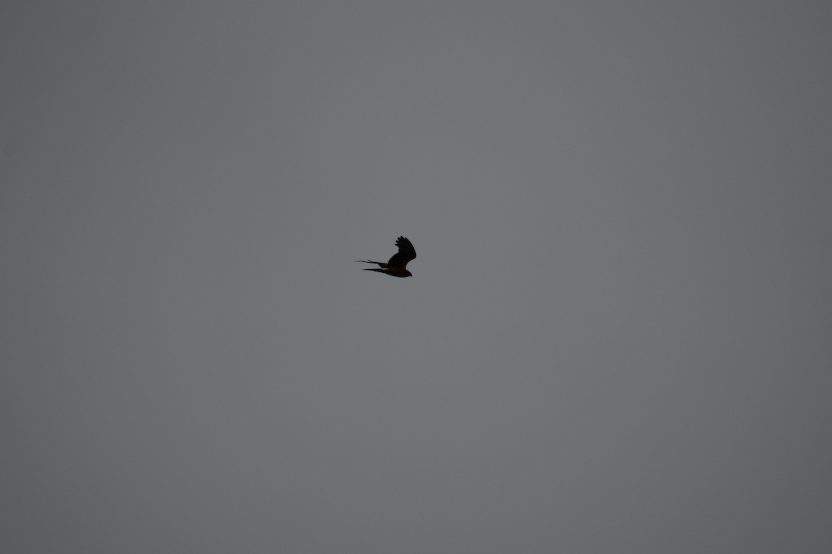 Northern Harrier - ML643367447