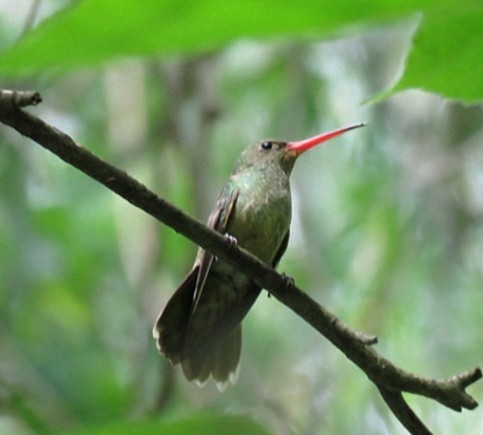 Gilded Hummingbird - ML643367448