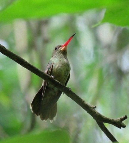 Gilded Hummingbird - ML643367449