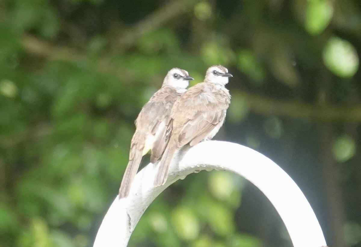 Yellow-vented Bulbul - ML643367451
