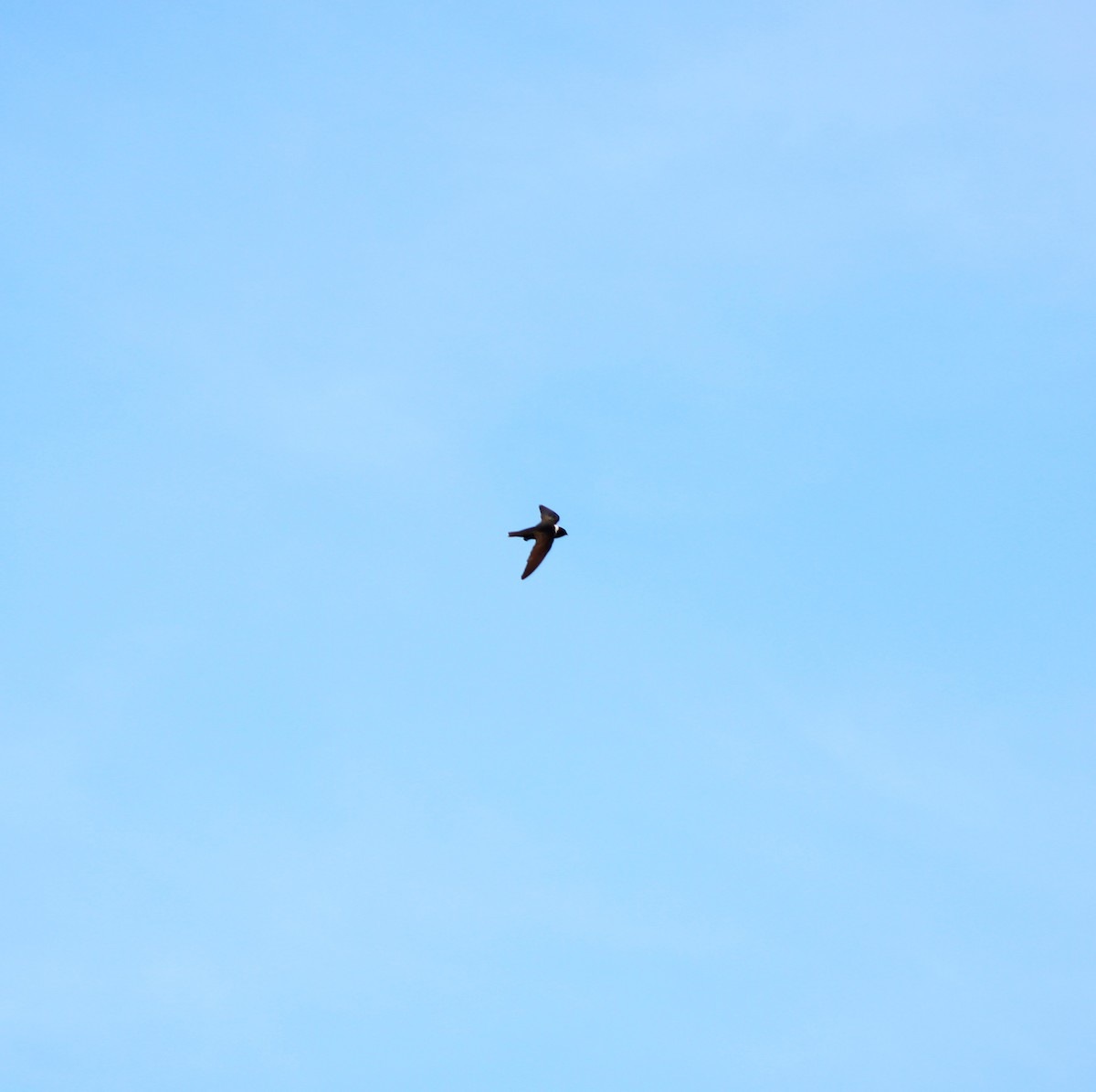 White-collared Swift - ML643367498