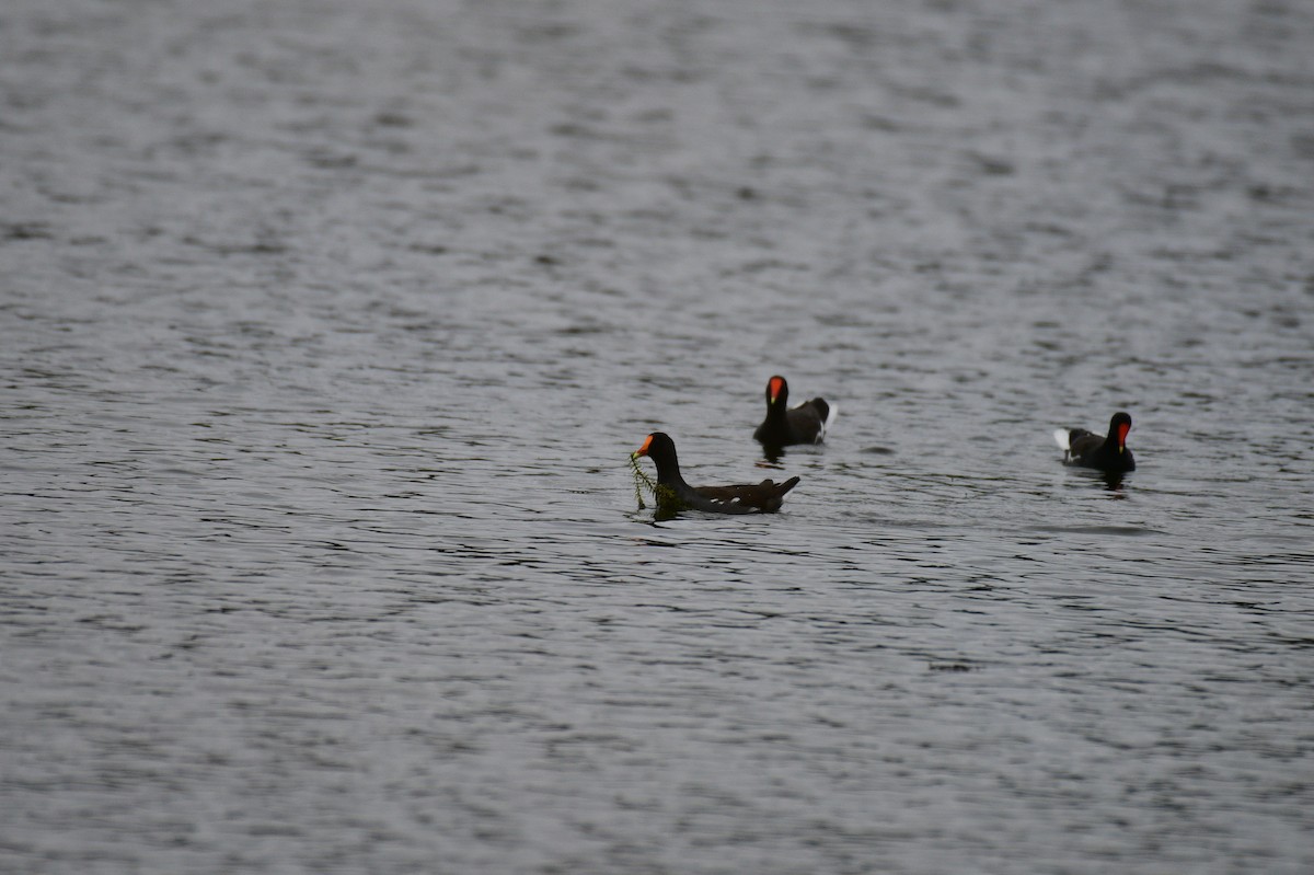 Common Gallinule - ML643367519