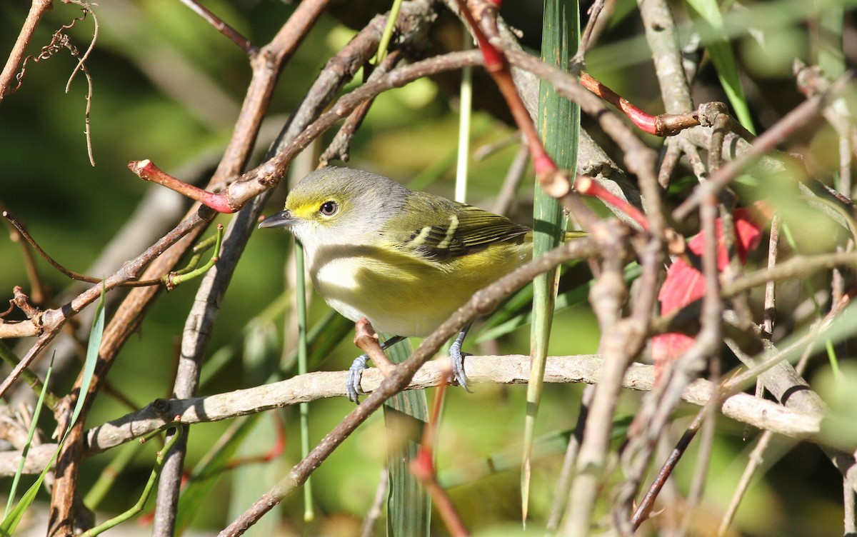 White-eyed Vireo - ML643367530