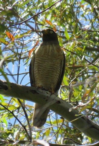 Roadside Hawk - ML643367532