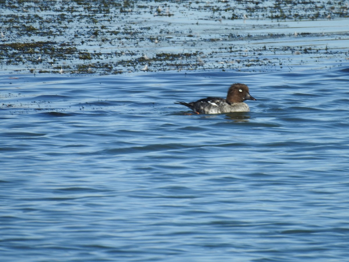 Common Goldeneye - ML643367538