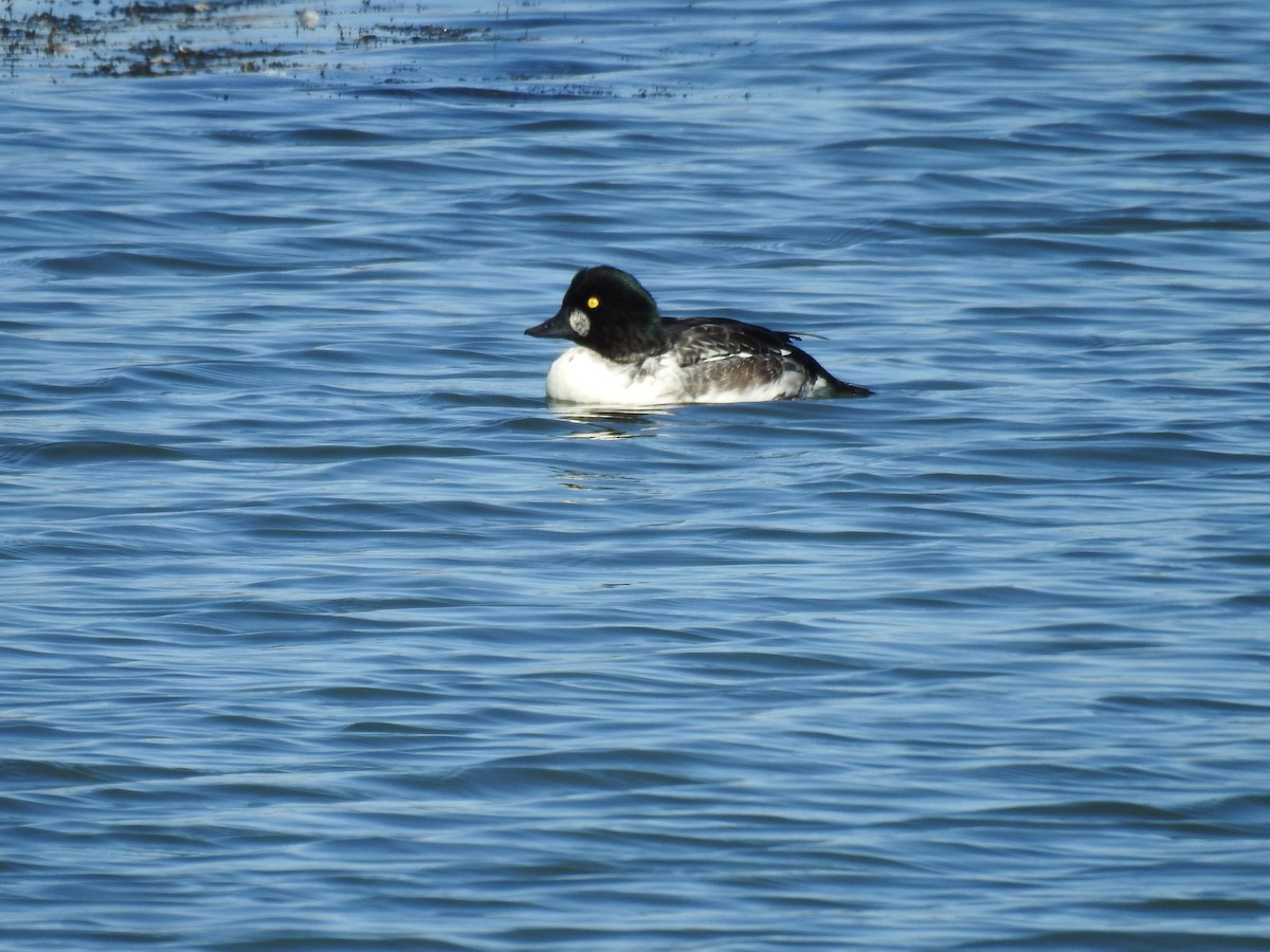 Common Goldeneye - ML643367539