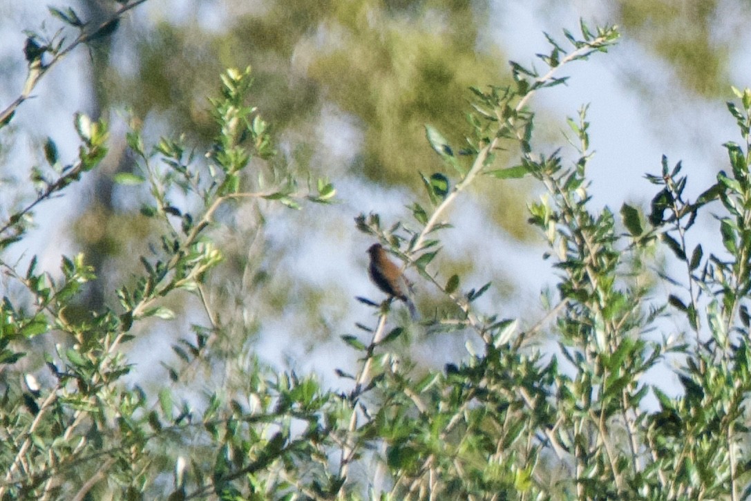 Blue Grosbeak - ML643367540
