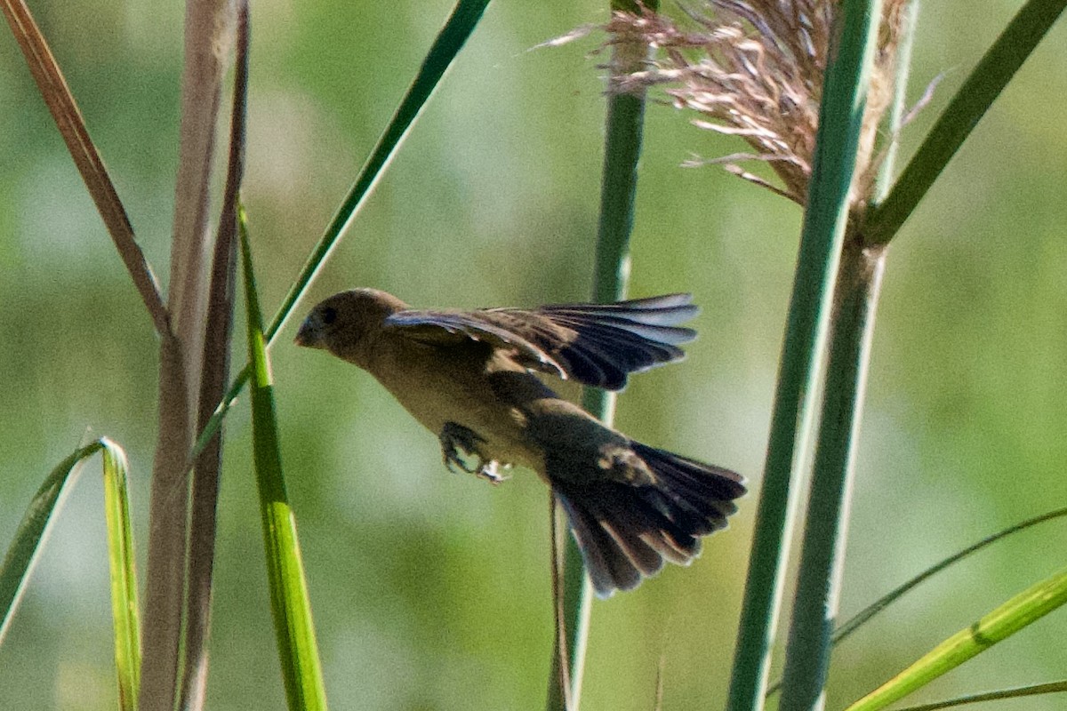 Blue Grosbeak - ML643367541