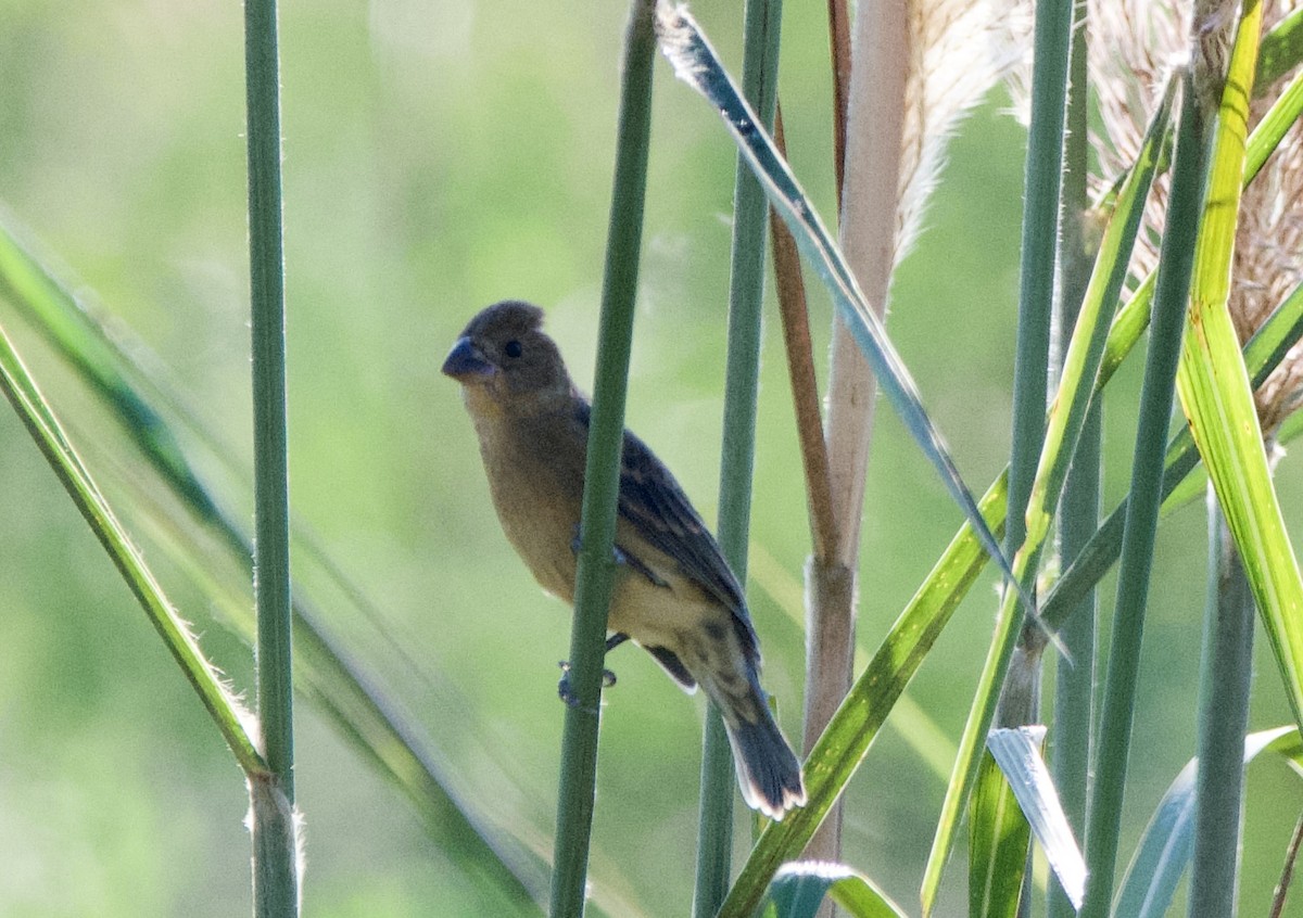 Blue Grosbeak - ML643367542