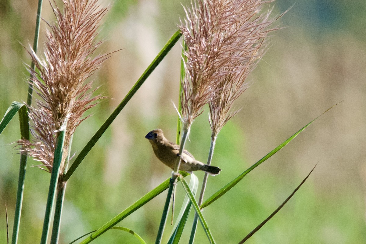 Blue Grosbeak - ML643367543