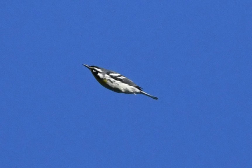 Chestnut-sided Warbler - ML643367545