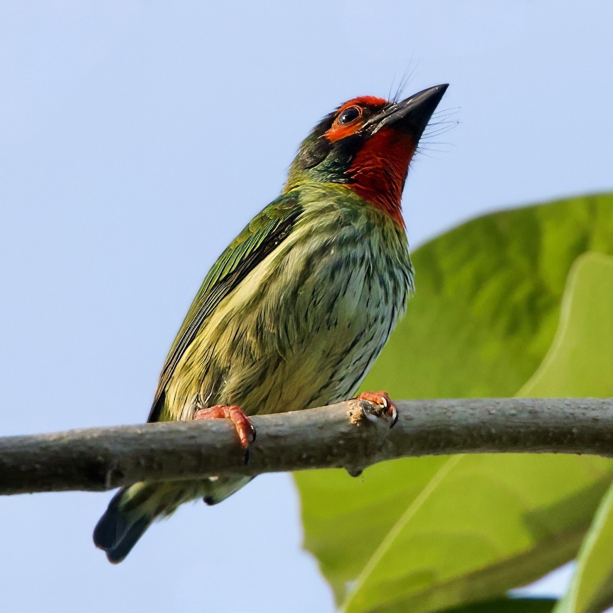 Coppersmith Barbet (Javan Red-faced) - ML643367546