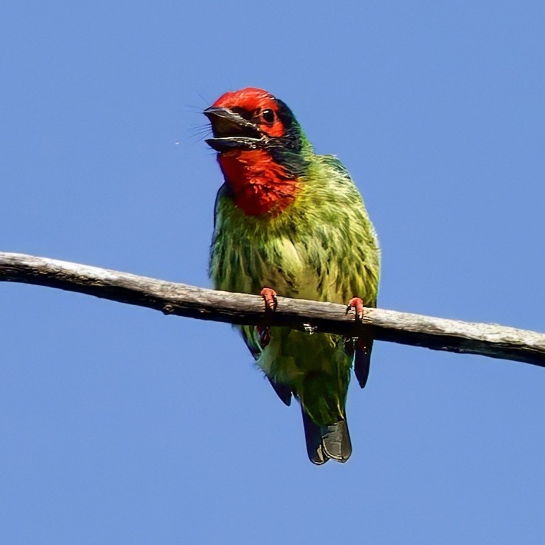 Coppersmith Barbet (Javan Red-faced) - ML643367548