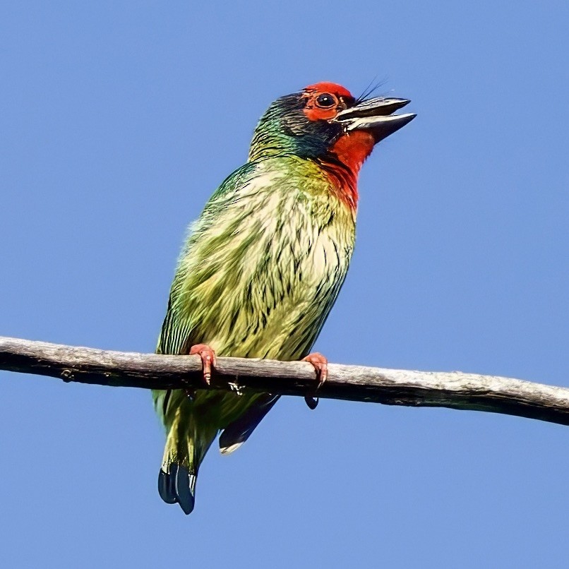 Coppersmith Barbet (Javan Red-faced) - ML643367551