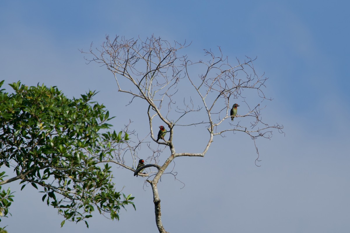 Coppersmith Barbet (Javan Red-faced) - ML643367554