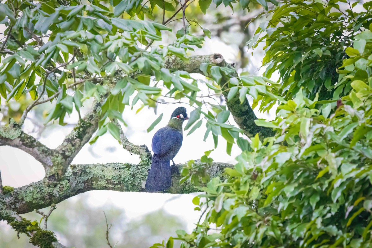 Hartlaub's Turaco - ML643367555