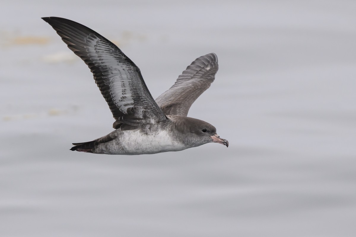 Pink-footed Shearwater - ML643367556