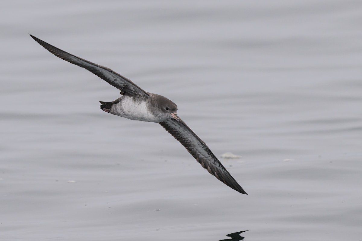Pink-footed Shearwater - ML643367557