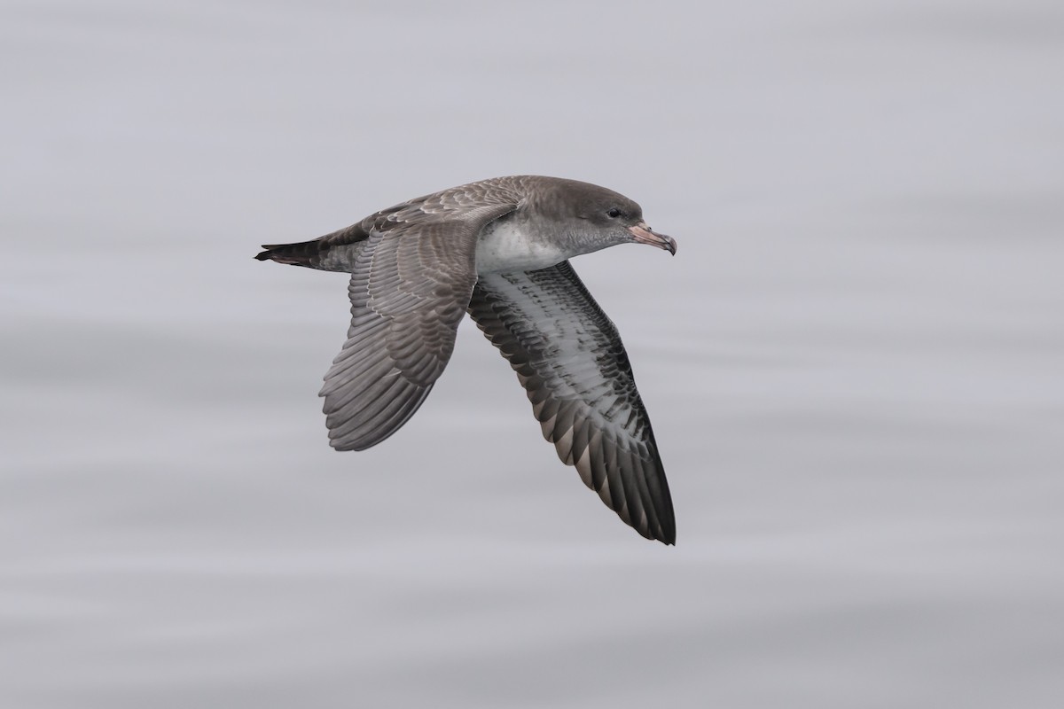 Pink-footed Shearwater - ML643367558