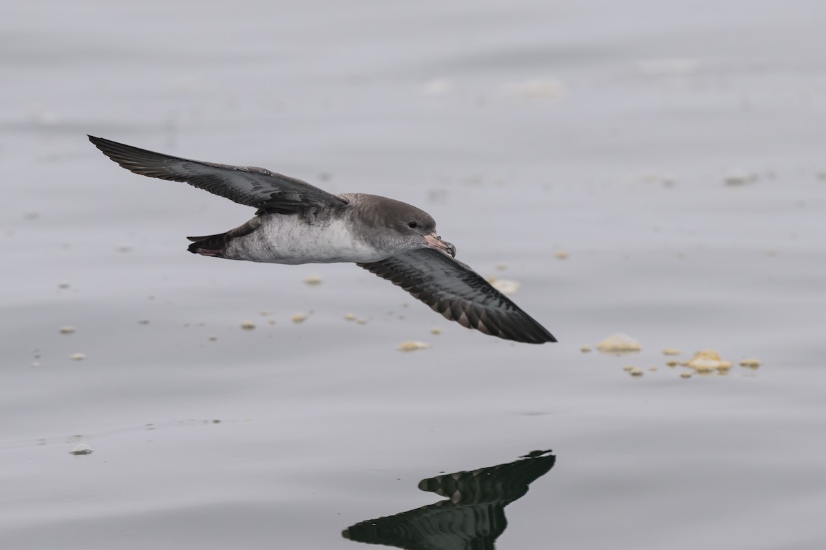 Pink-footed Shearwater - ML643367559