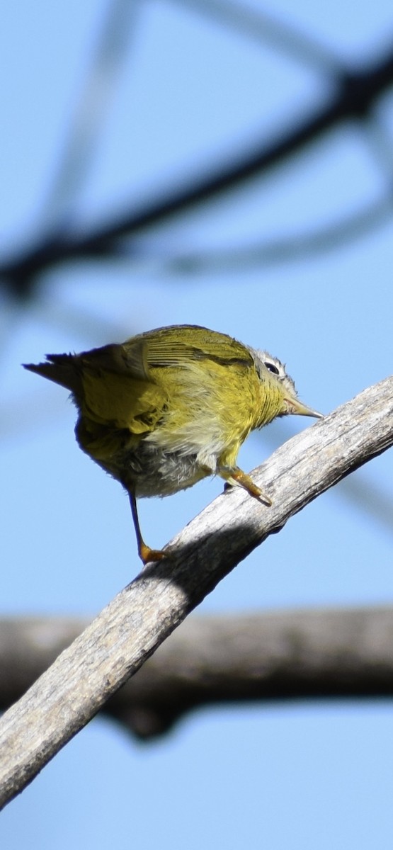 Nashville Warbler - ML643367560