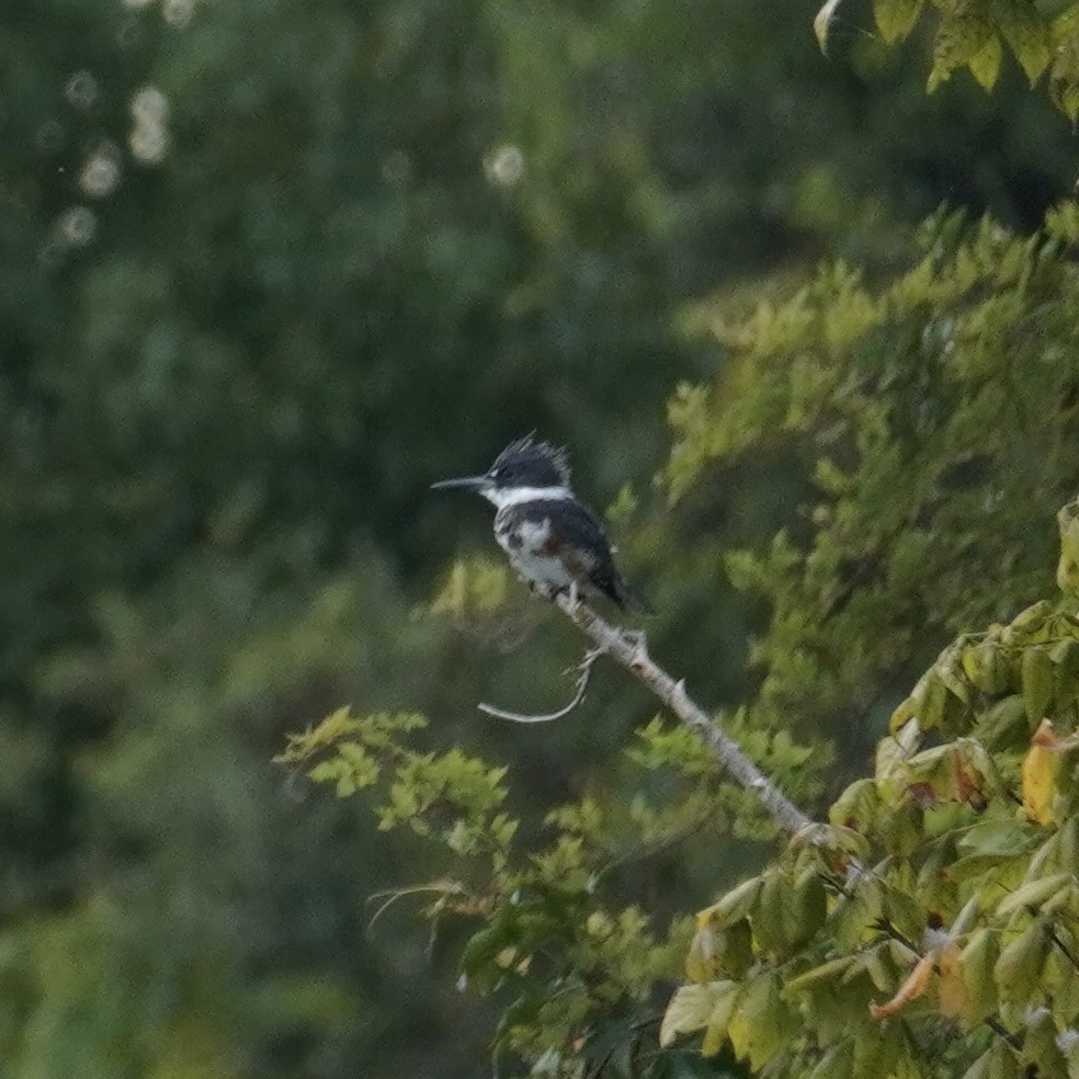 Belted Kingfisher - ML643367561