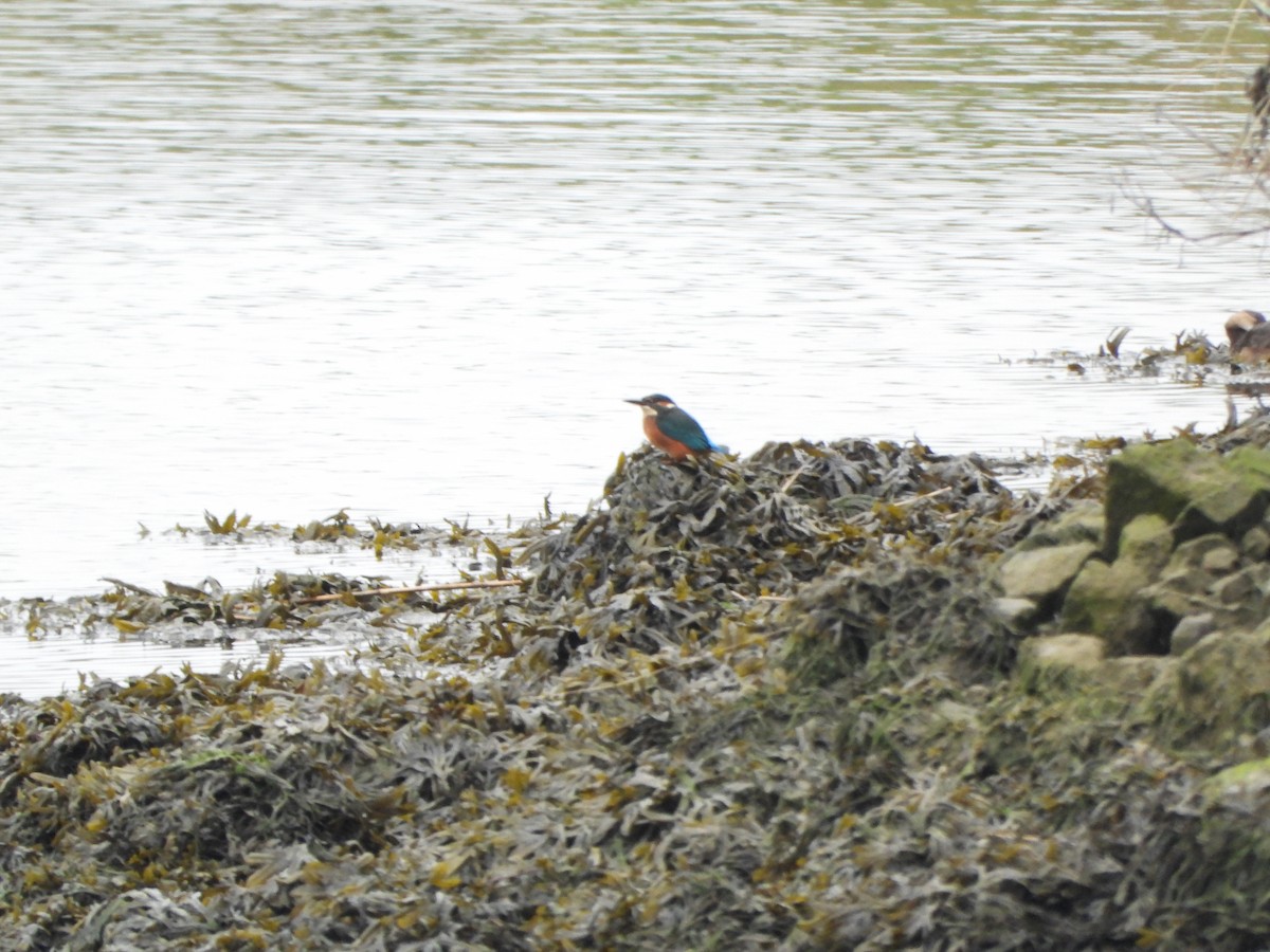Common Kingfisher - ML643367564