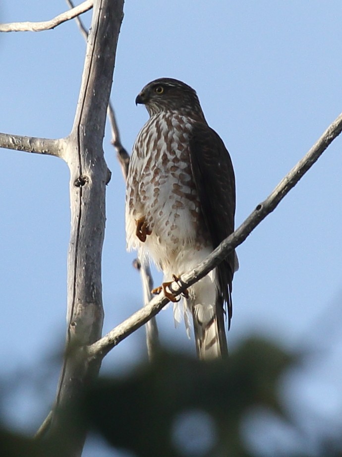 Sharp-shinned Hawk - ML643367566
