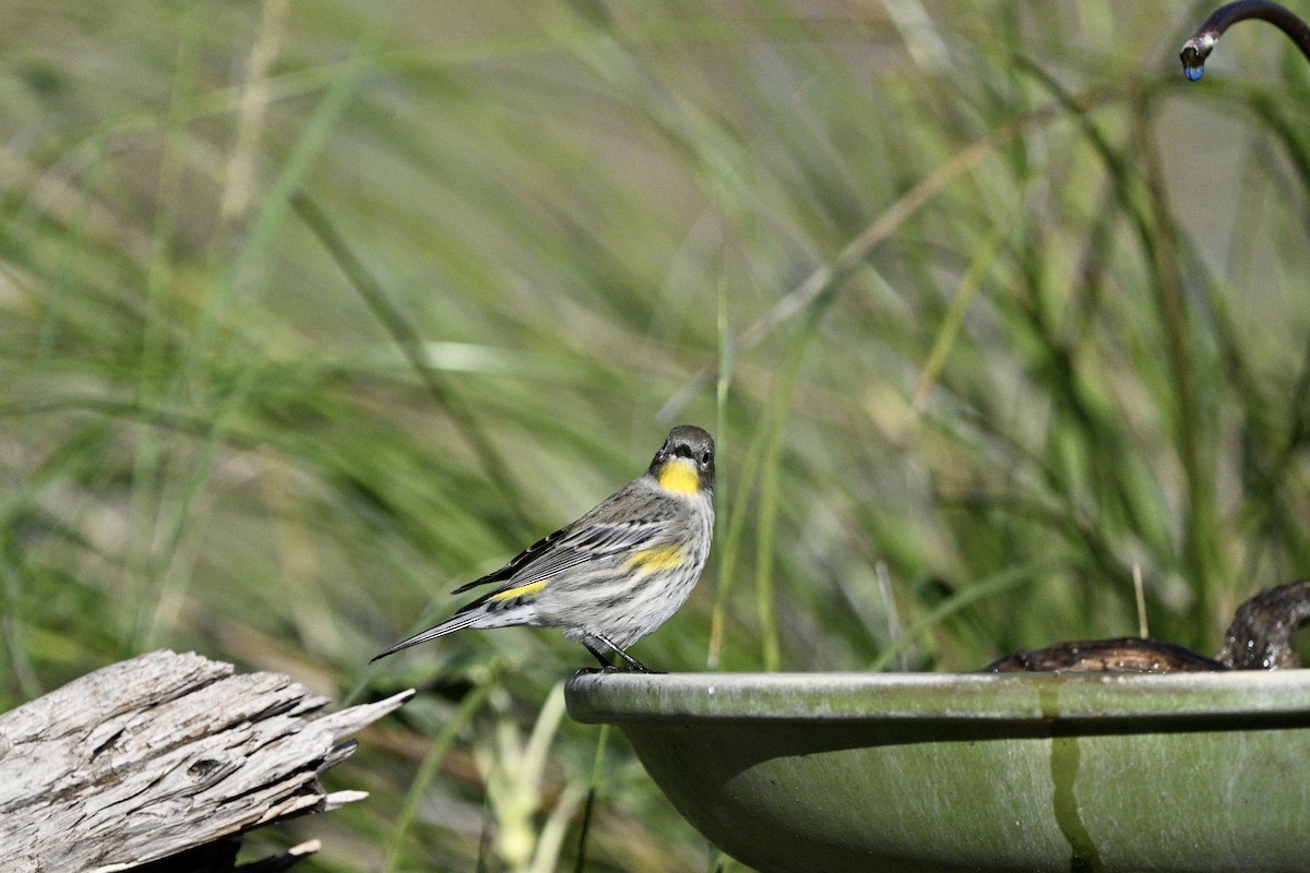 Yellow-rumped Warbler - ML643367568