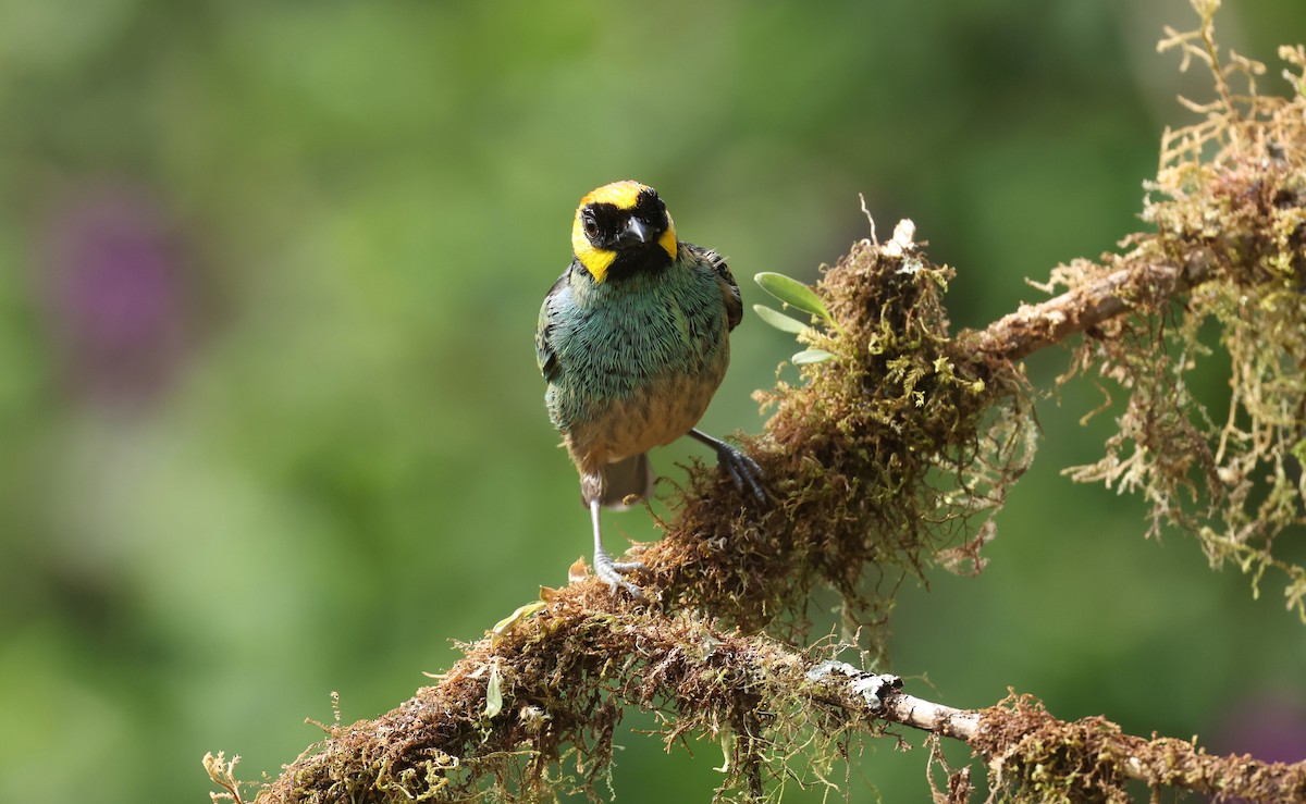 Saffron-crowned Tanager - ML643367571