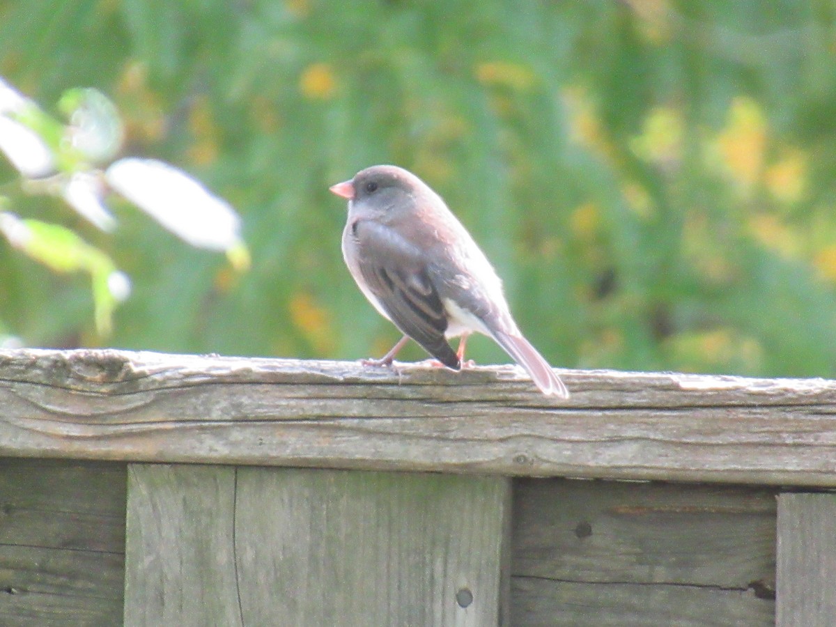 Dark-eyed Junco - ML643367572
