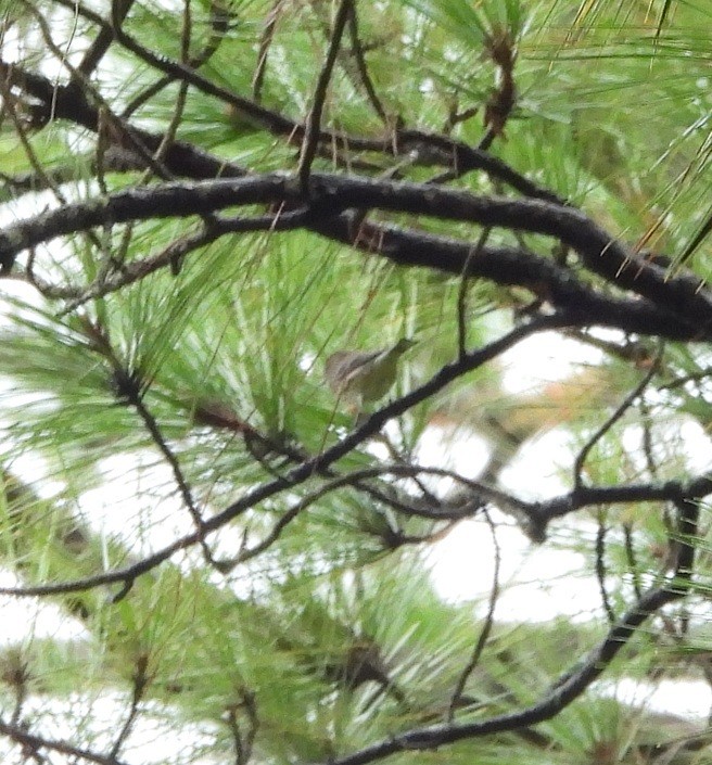 Pine Warbler - ML643367574