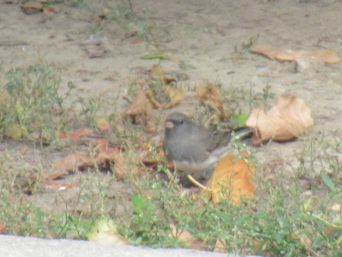 Dark-eyed Junco - ML643367588