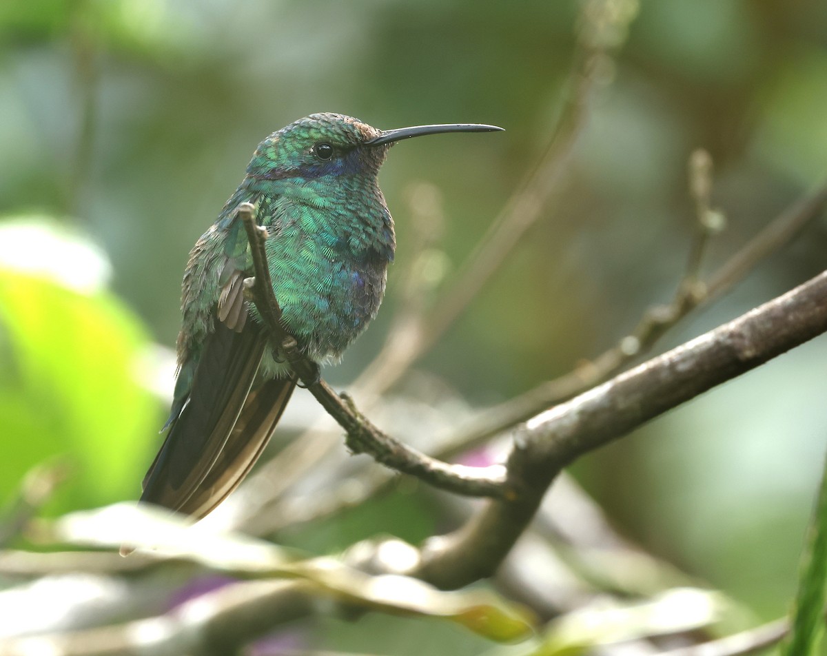 Colibri d'Anaïs - ML643367594