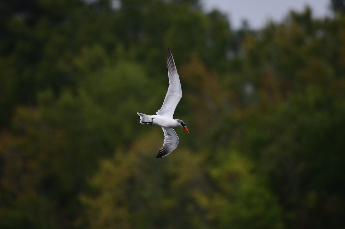Caspian Tern - ML643367602