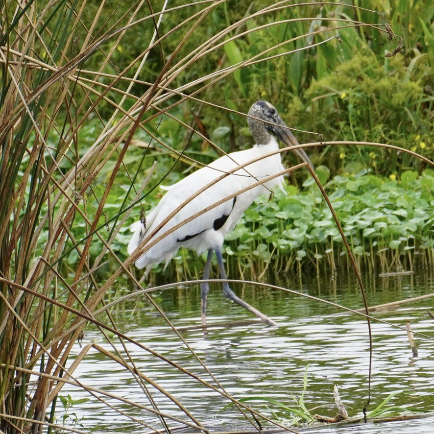 Wood Stork - ML643367640