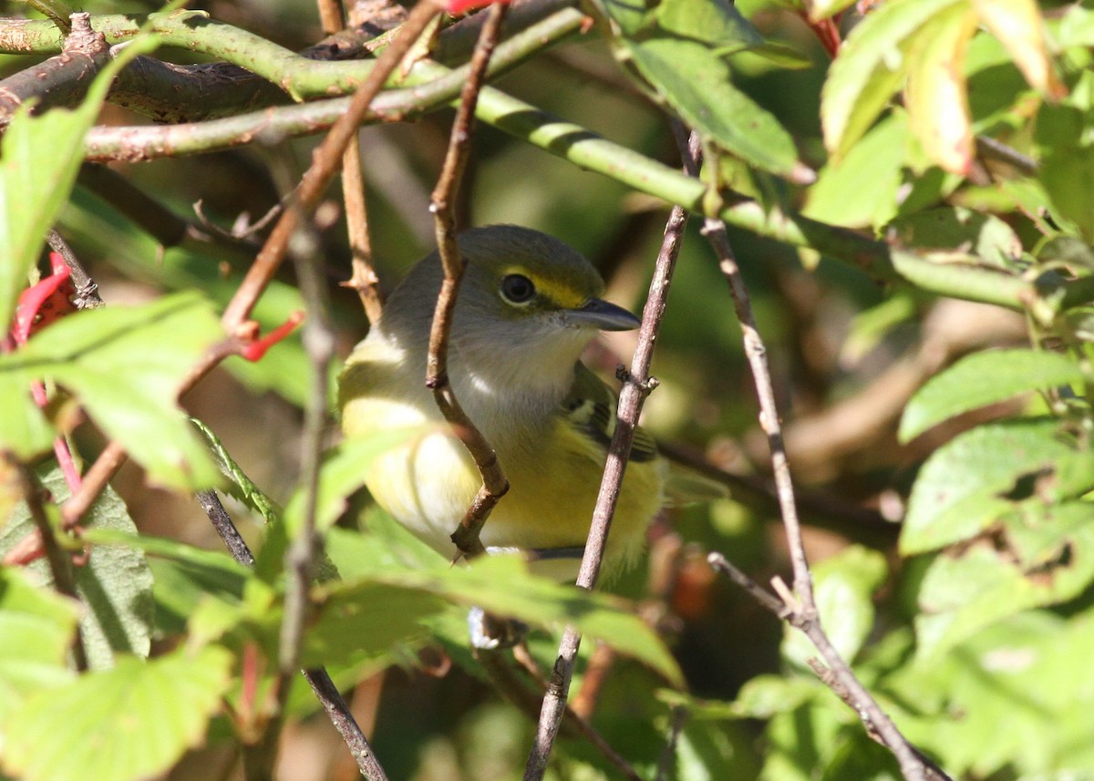 White-eyed Vireo - ML643367641